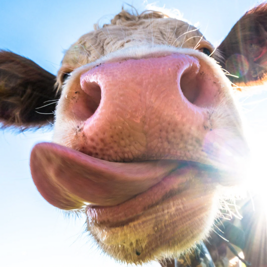 Beef? For my skin?!